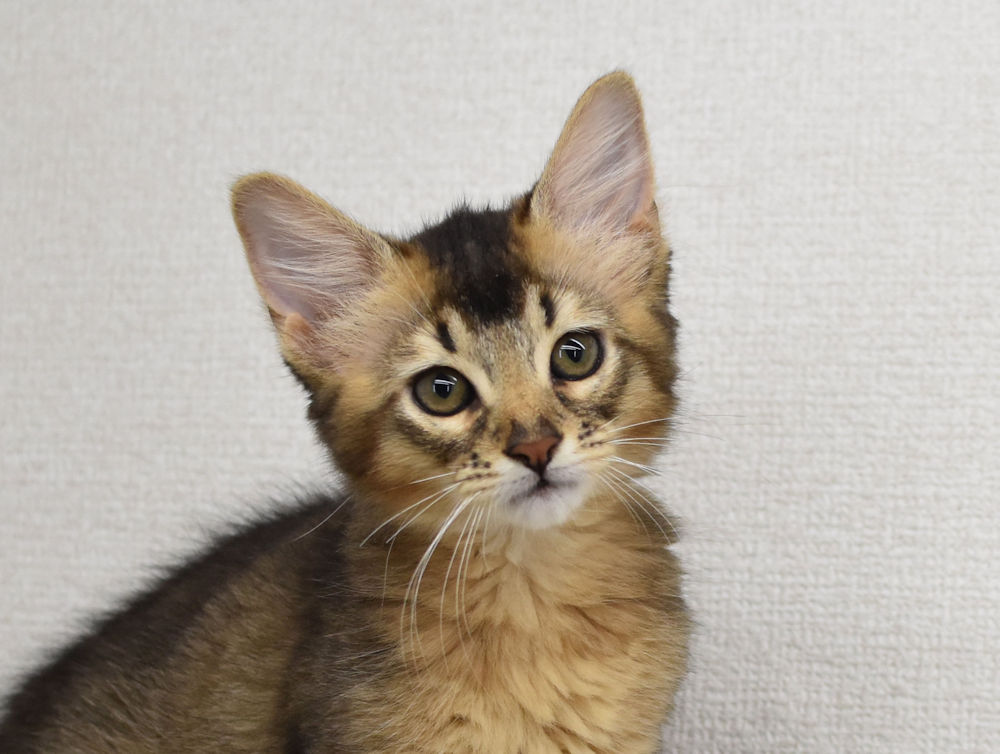 ソマリ　ルディ　めす　（２５年８月２０日生れ）